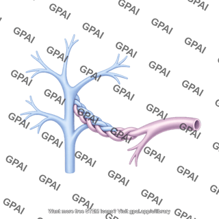 Portal vein meso rex shunt