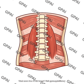 Posterior abdominal wall