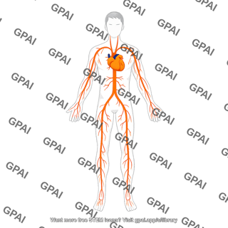 Circulatory system male arterial