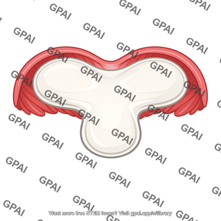 Central tendon of diaphragm
