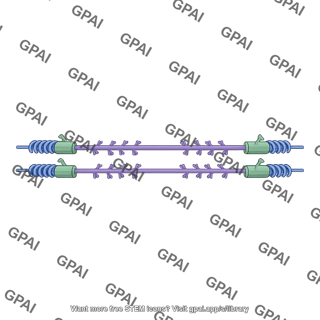 Sarcomere thick filament