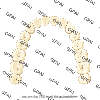 Dentition permanent upper schematic teeth only