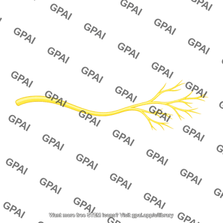 Nerve branch