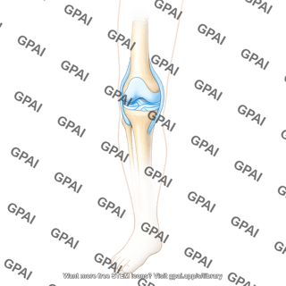 Knee on leg