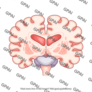 Brain coronal cut at thalamus pons