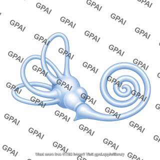 Inner ear surface 1