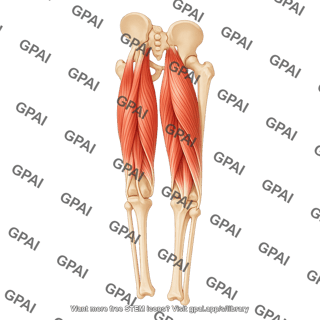 Hamstring muscles on bone posterior