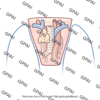 Superior mediastinum