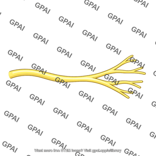 Common plantar digital nerve