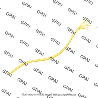 Sympathetic nerve branch