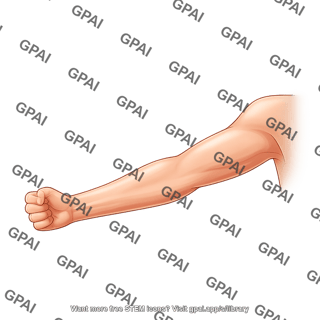 Arm extended anterior