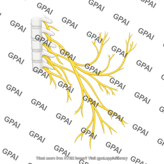 Cervical nerves