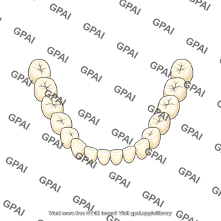 Dentition permanent lower teeth only