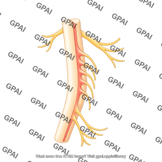Spinal cord lateral with nerves