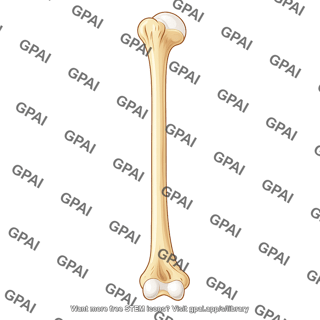 Humerus posterior
