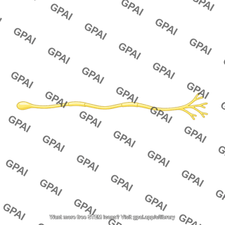 Visceral efferent fiber