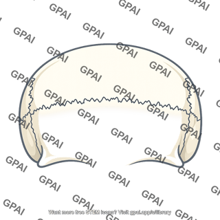 Coronal suture
