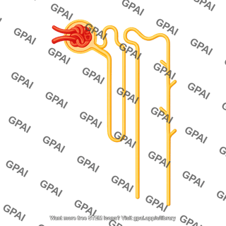 Nephron cortical 03