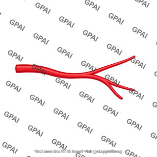 Arterial branch