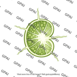Lymph node cut with cortex