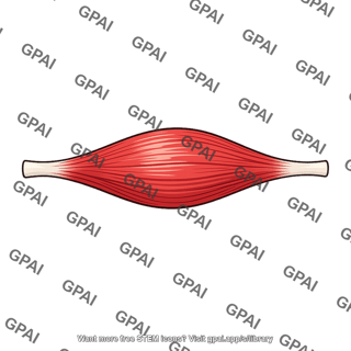 Brachialis muscle fusiform