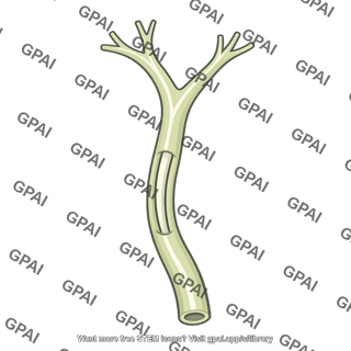 Branching bile duct