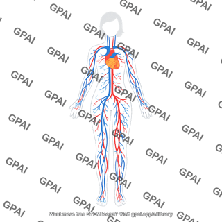 Circulatory system female