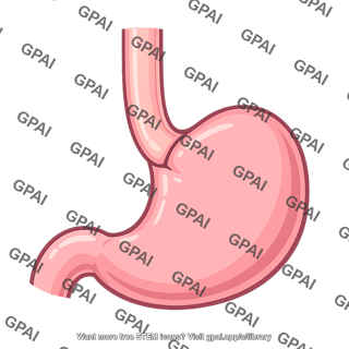 Stomach and esophagus