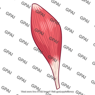 Vastus lateralis muscle