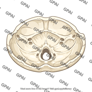 Posterior cranial fossa
