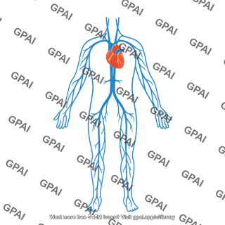 Venous system