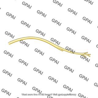 Nerve branch
