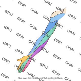 Upper limb dermatomes anterior arm