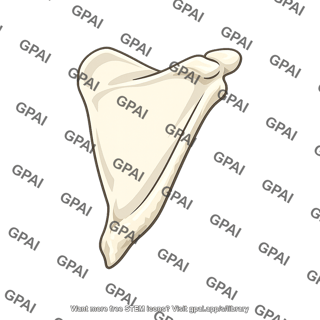 Scapula