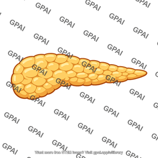 Pancreas dorsal