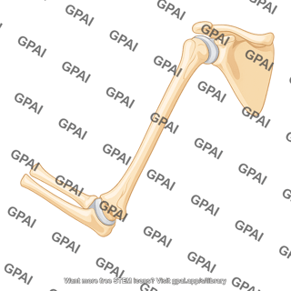Shoulder and elbow bones