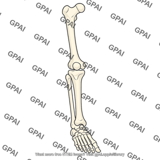 Lower limb bone