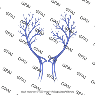 Facial vessels veins