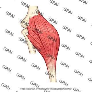 Flexor digitorum superficialis humeroulnar head