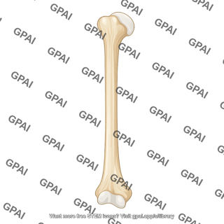 Humerus anterior view