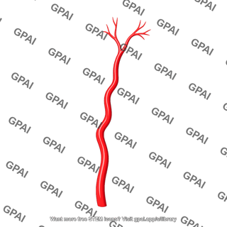 Superficial temporal artery