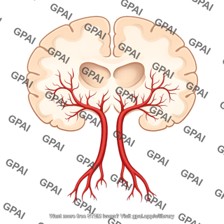 Brain coronal cut at thalamus caudal vessels