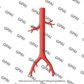 Aorta abdominal