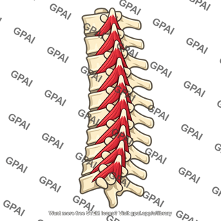 Multifidus