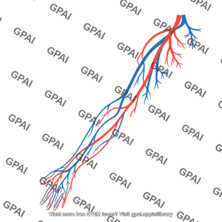 Vasculature upper limb