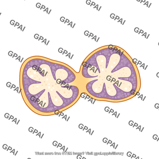 Thymus cross seciton