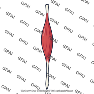 Long head biceps brachii