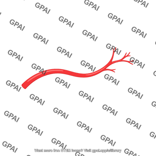 Arterial branch