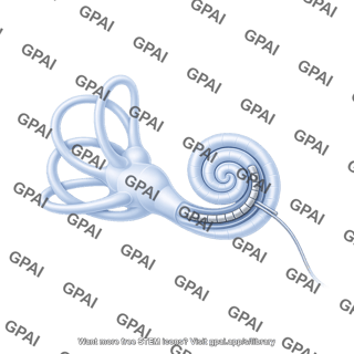 Inner ear with cochlear implant human