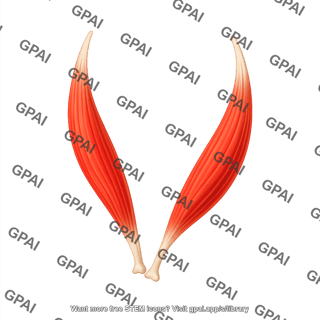 Rectus muscles medial and lateral